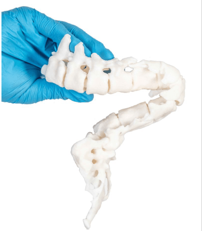3D printed anatomical model