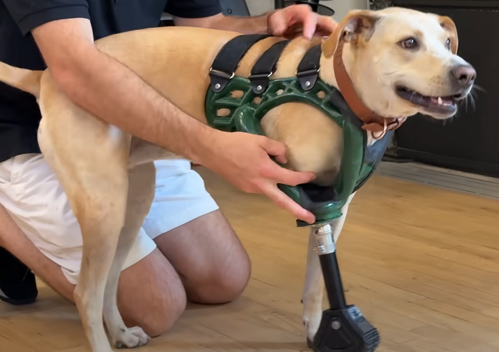 3D Printed Prosthetic Leg for Dog Cleo Keeps Her on Feet
