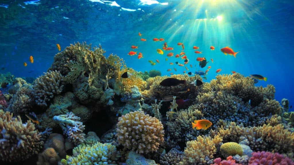 Coral Reefs Manufactur3D coral-reefs-manufactur3d