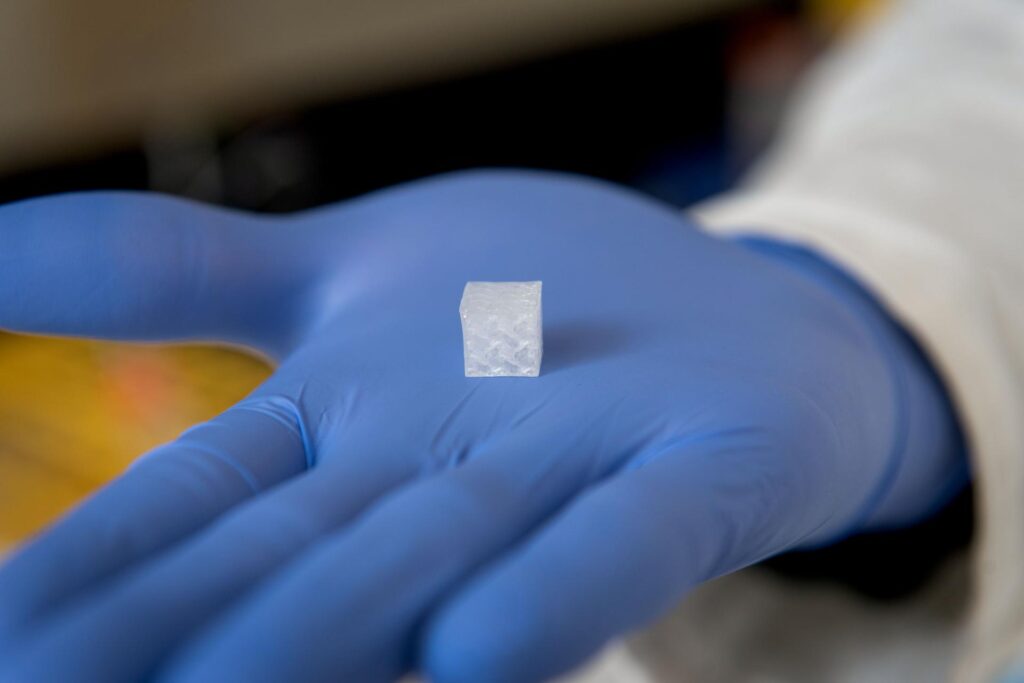 A researcher holds vascularized tissue bioprinted on the ground for study in space