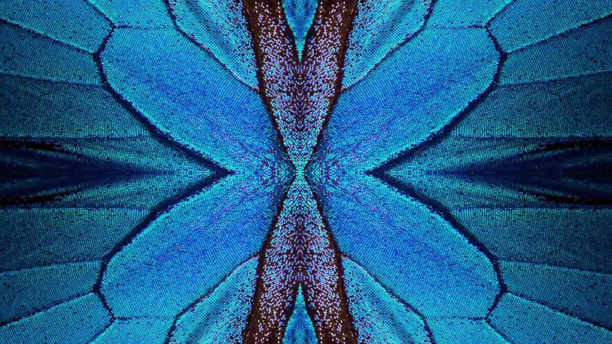 Macro close-up of a butterfly wing showing the iridescent scale and vein architecture behind a new lattice structure with applications in biomimicry in aerospace and seismic safety