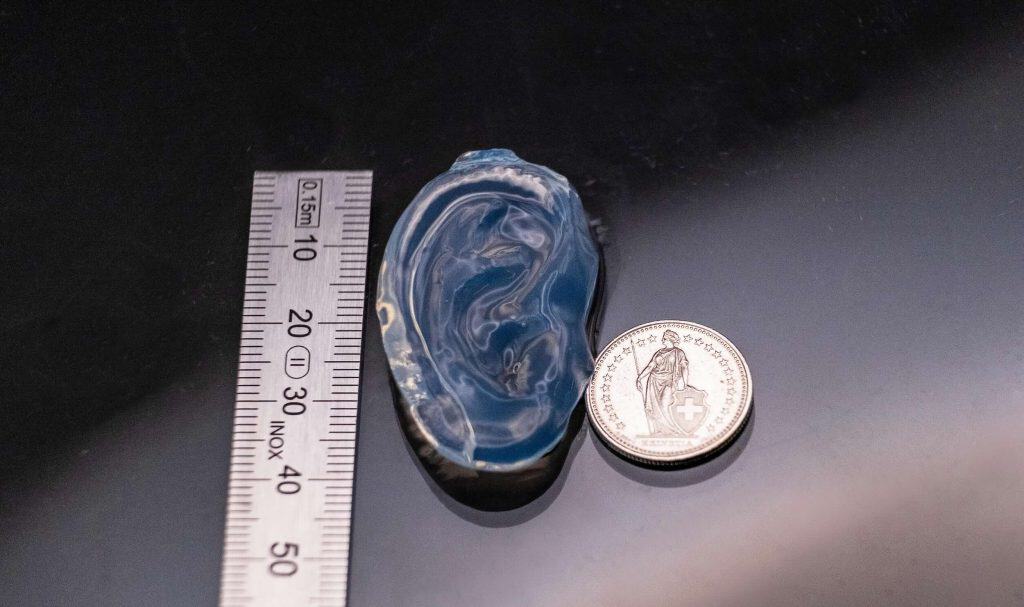 Completed human ear model produced by holographic volumetric 3D printing in gelatin-based resin placed beside a ruler and Swiss franc coin for scale